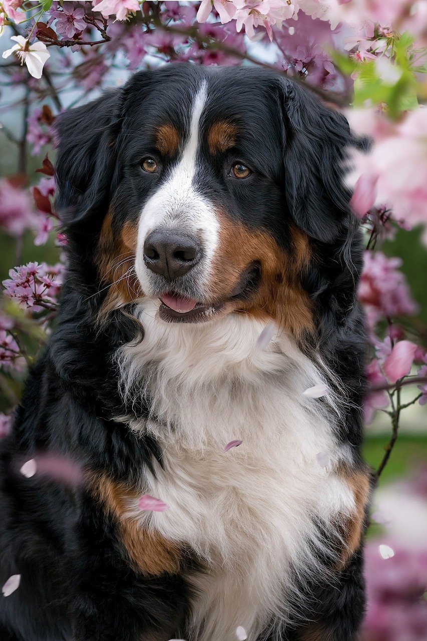 bernese mountain dog, cherry blossoms, dog-7928156.jpg