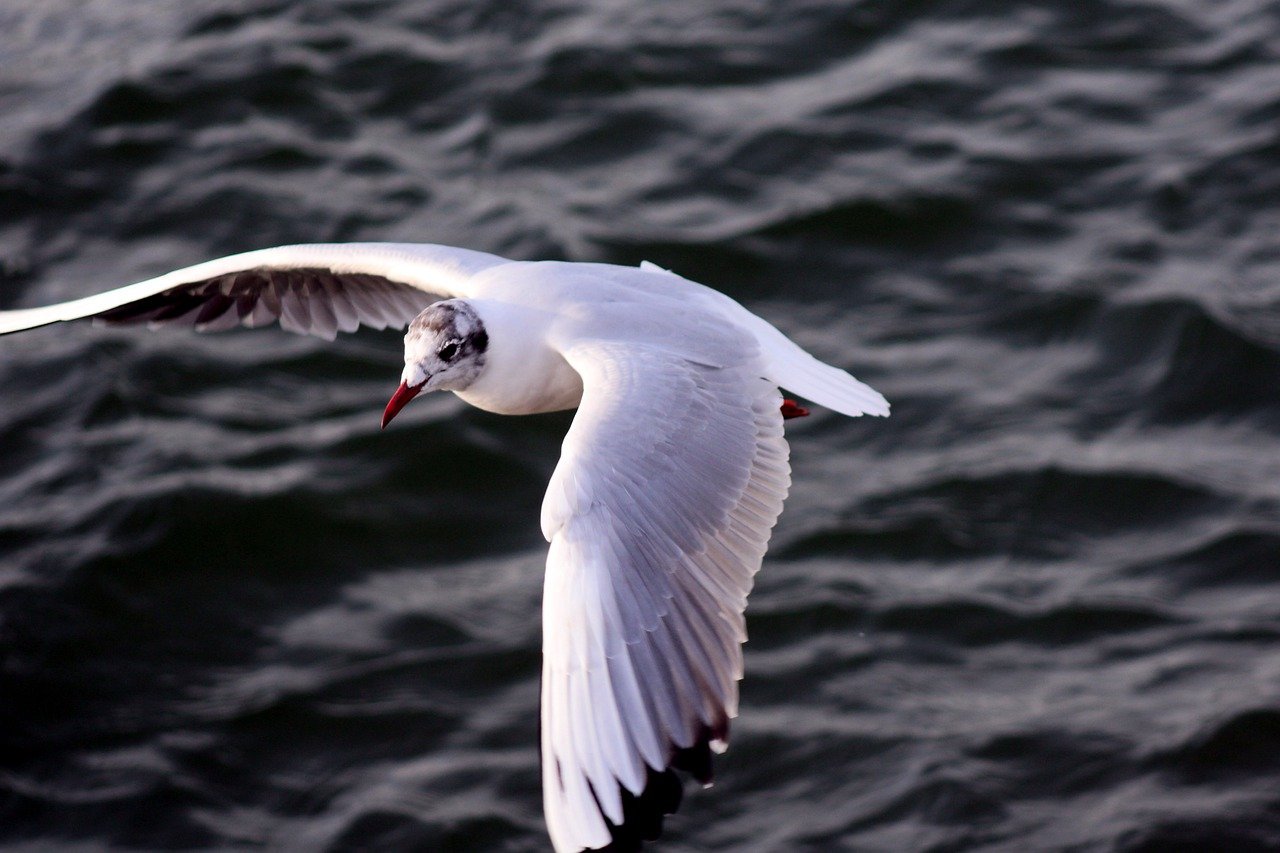 gull, wings, bird-7931236.jpg