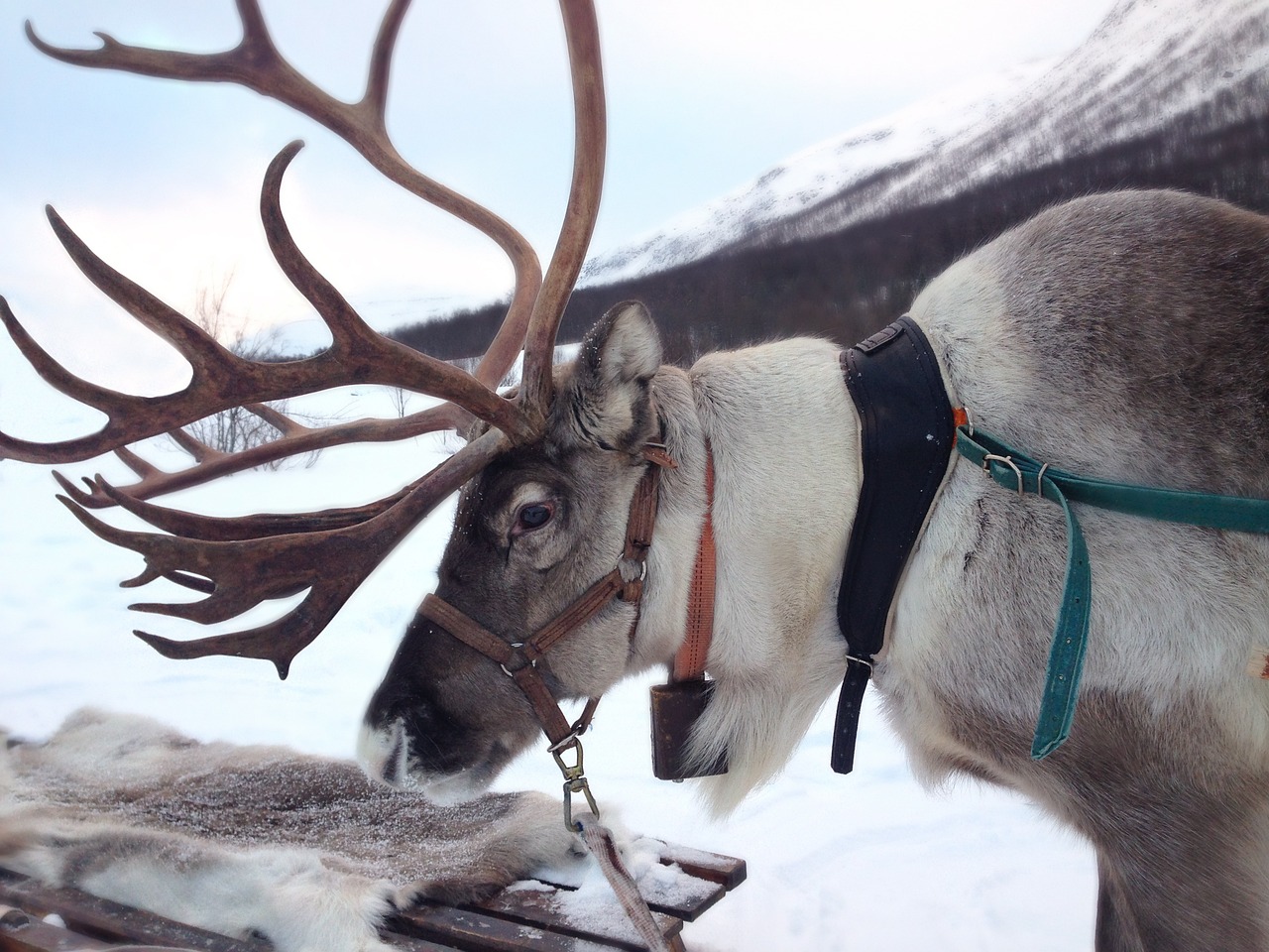 reindeer, norway, snow-2023720.jpg