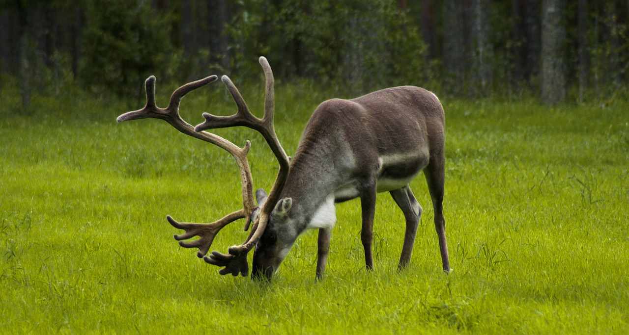 finland, reindeer, graze-908940.jpg