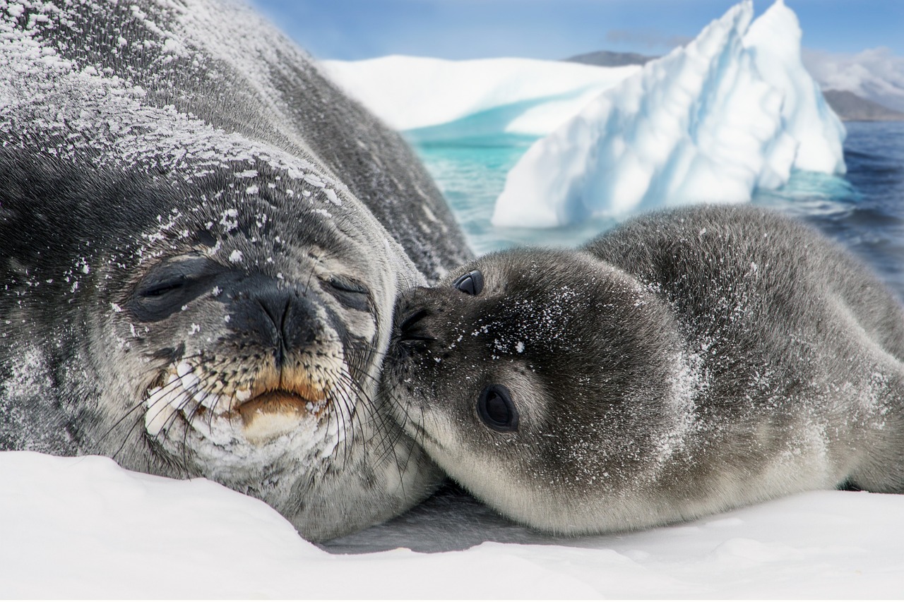 seals, animals, snow-5649497.jpg