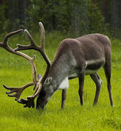 finland, reindeer, graze-908940.jpg